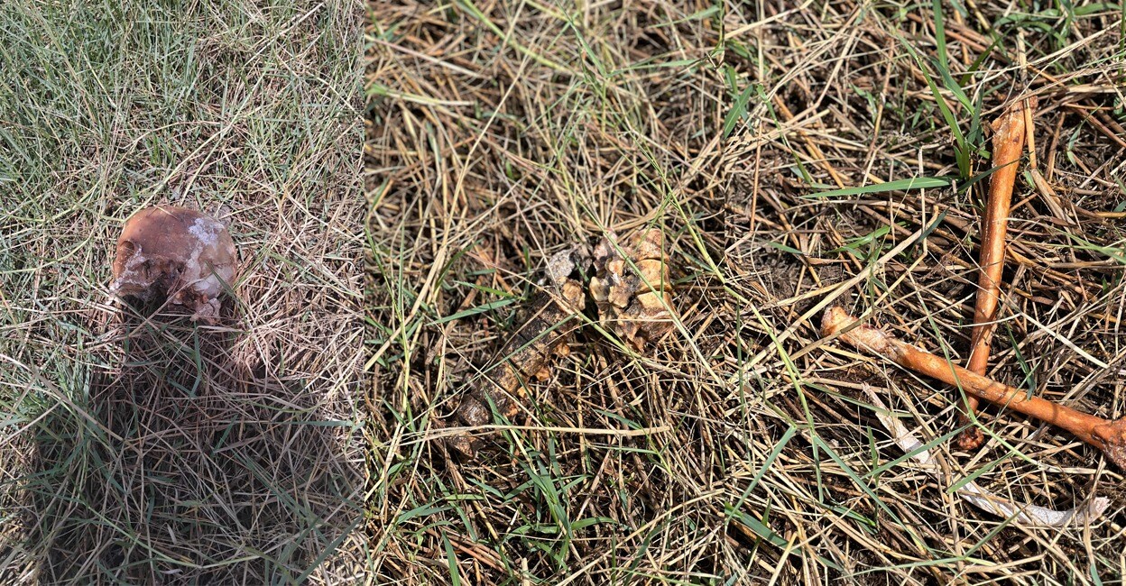 Skeletal remains found in paddy field in Thrissur. Photo: Special Arrangement